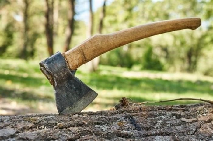 Что делать, если в вашем дворе вырубают деревья: Пошаговое руководство